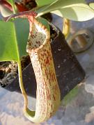 Nepenthes stenophylla x truncata